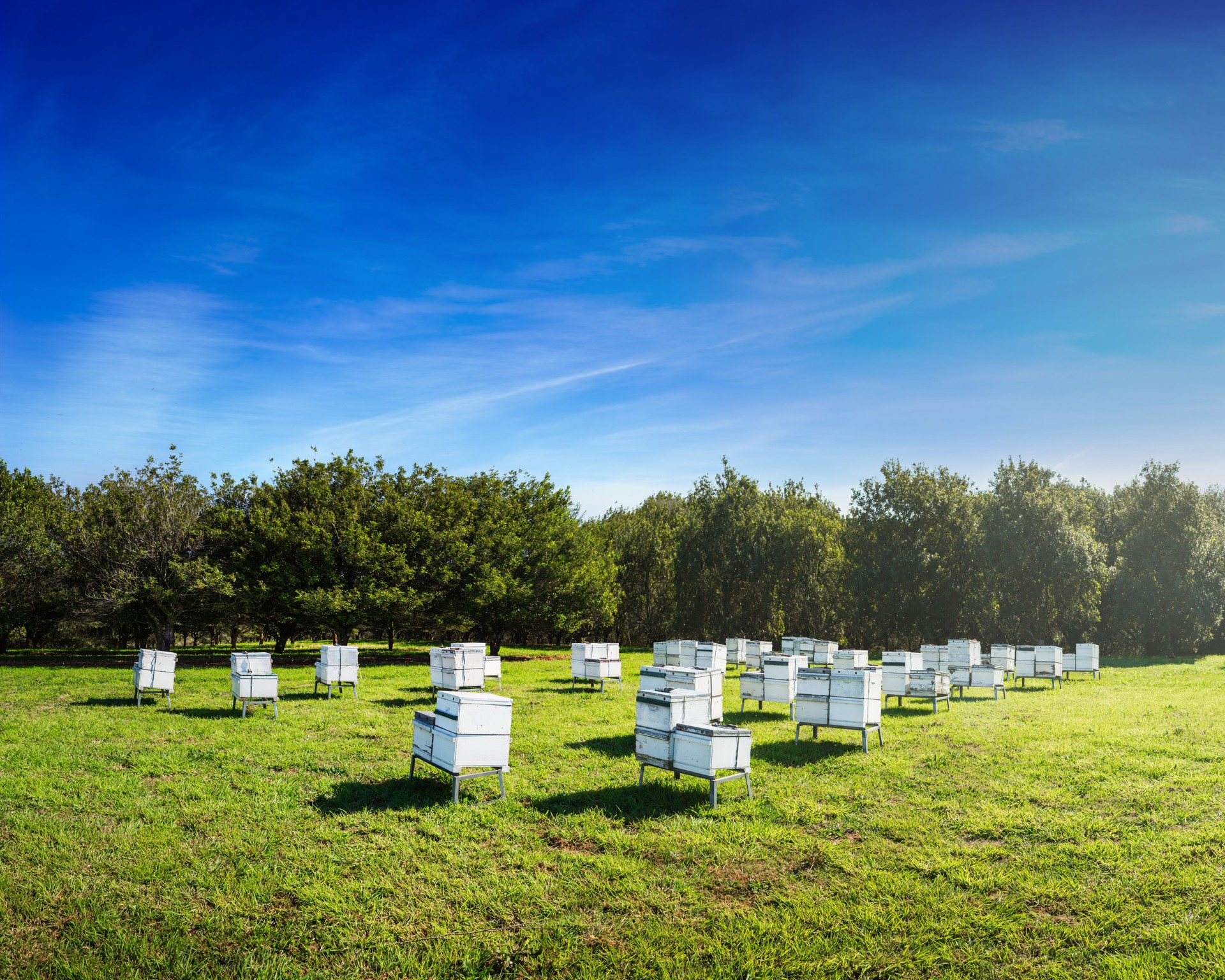 Beehives in Macadamia Orchard