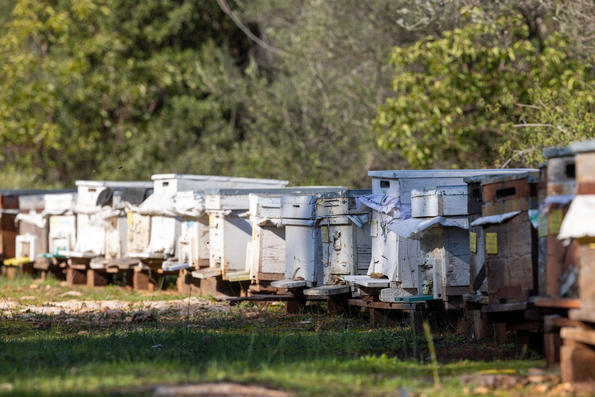 Bee hives for honey production