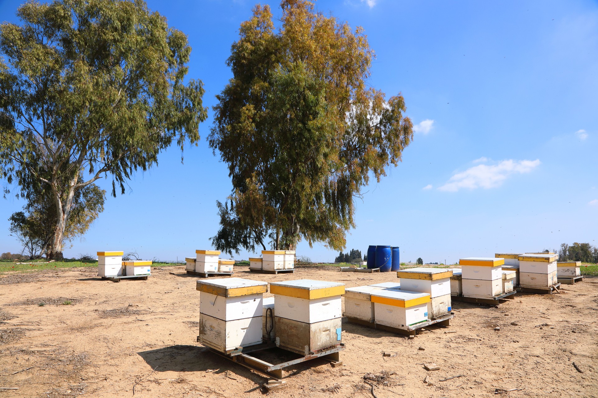 Honey industry