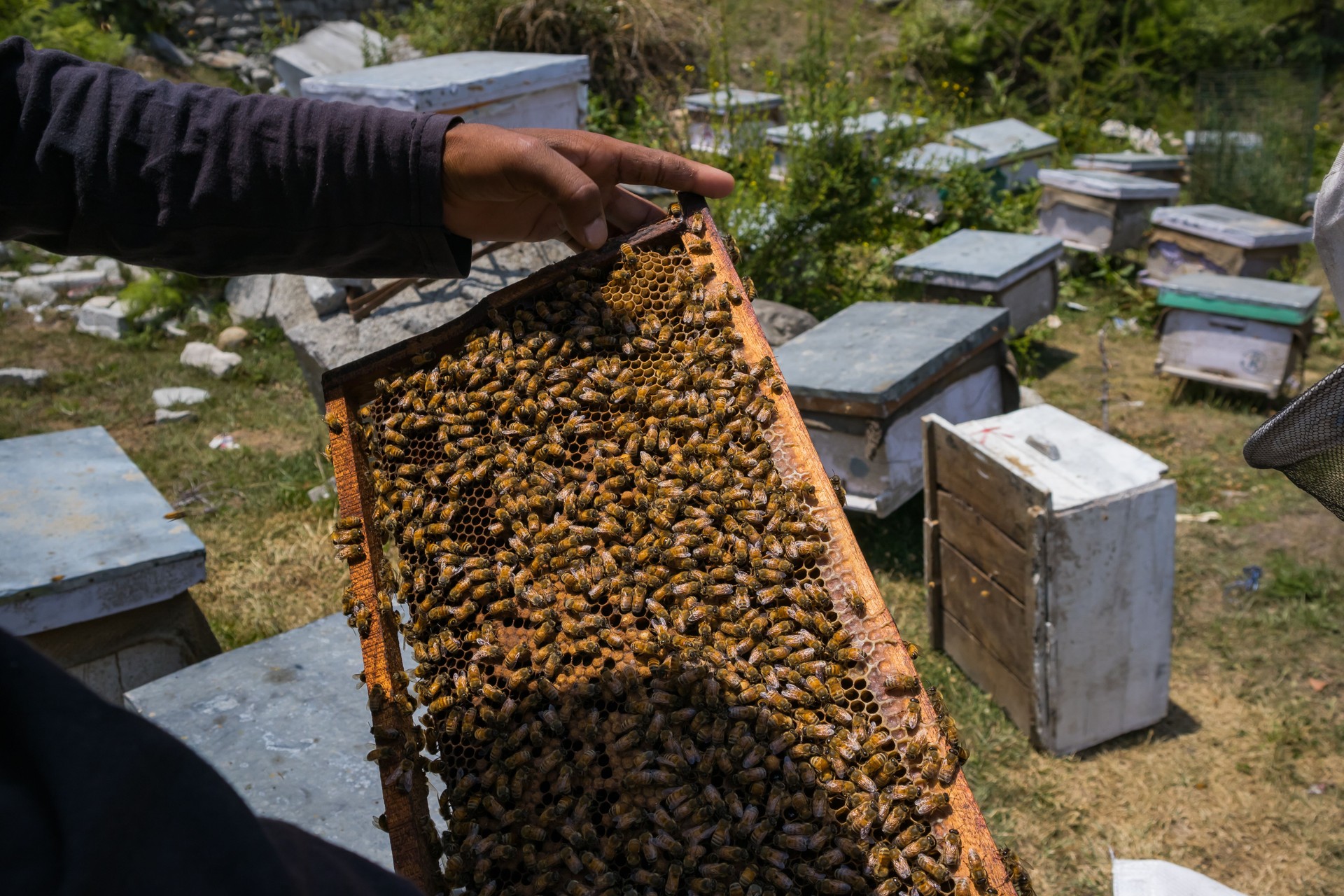 beekeeper holding a honeycomb frame of the beehive by hand for harvesting honey and wax.swarms of honey bees are seen gathering on the frame.